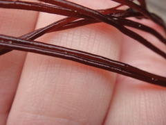 Gracilariopsis