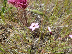 Leptosiphon ambiguus