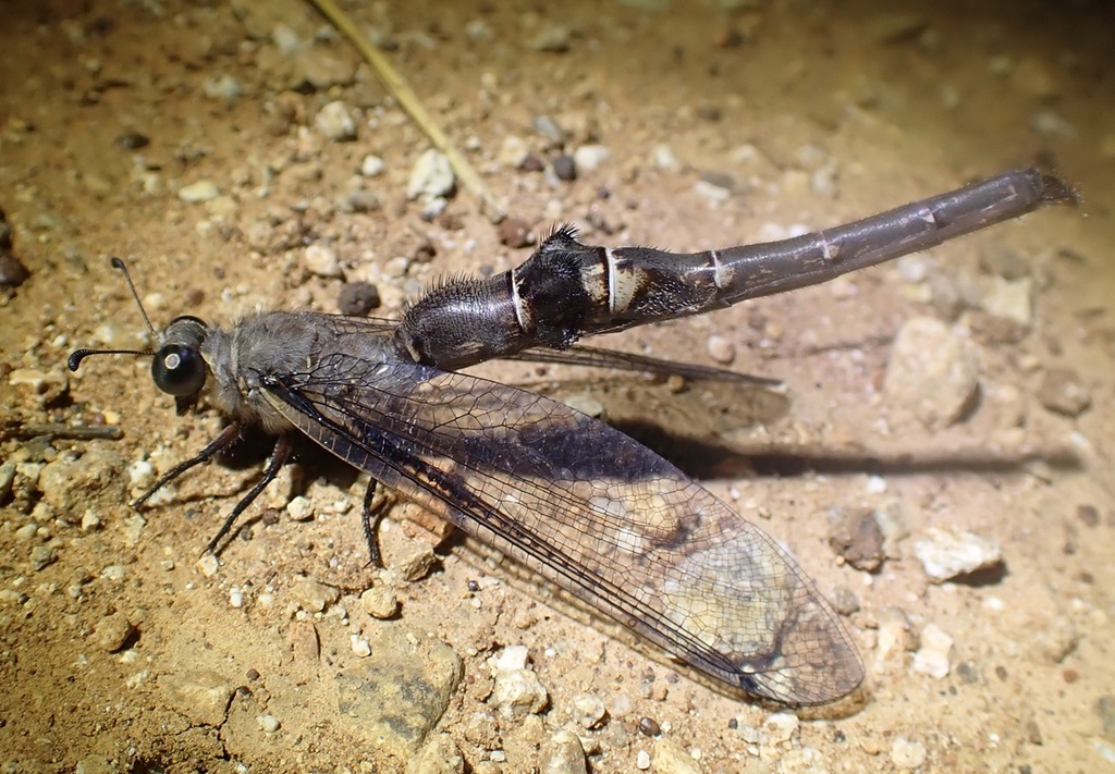 Aeropteryx
