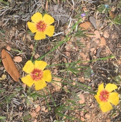 Linum hudsonioides