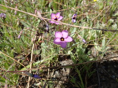 Leptosiphon ambiguus