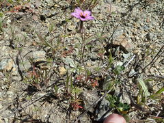 Leptosiphon ambiguus