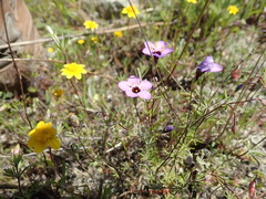 Leptosiphon ambiguus