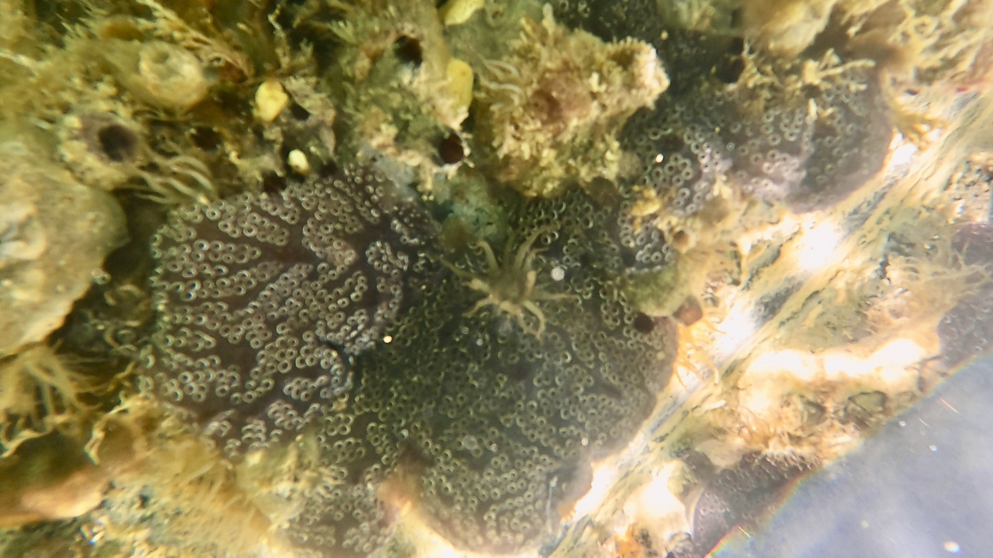 Distaplia bermudensis Van Name, 1902
