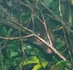 Hemibelideus lemuroides