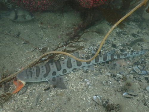 Leopard Shark, photo 10 of 10