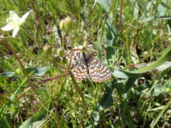 Euphydryas editha bayensis