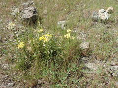 Erysimum franciscanum