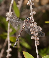Austroaeschna multipunctata