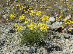 Erysimum franciscanum