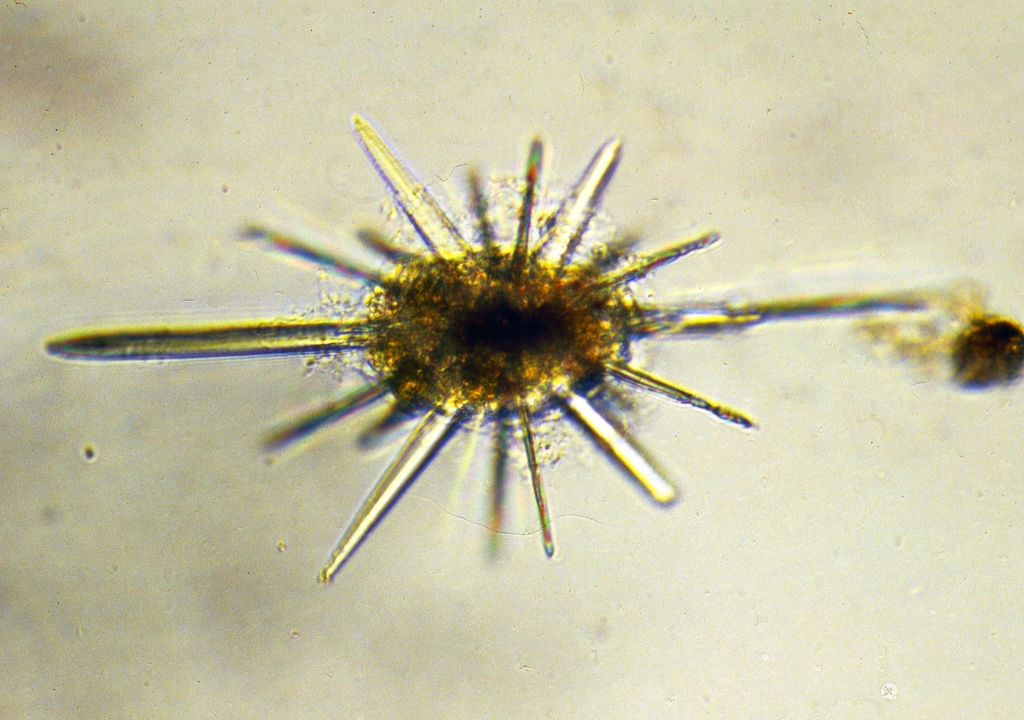 Arthracanthida