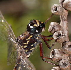 Austroaeschna multipunctata