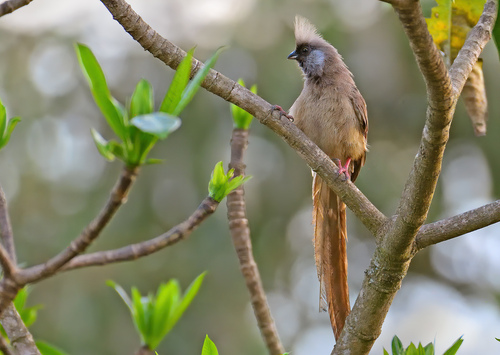 Speckled Mousebird