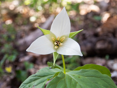 Trillium simile