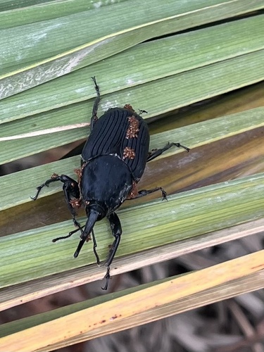 South American Palm Weevil photo 4