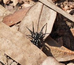 Nyssus albopunctatus