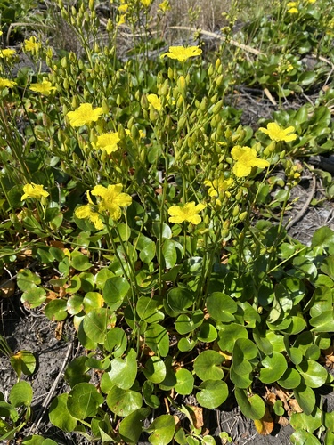 Ornduffia reniformis (R.Br.) Tippery & Les