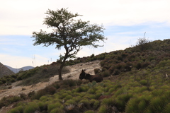 Vachellia schaffneri