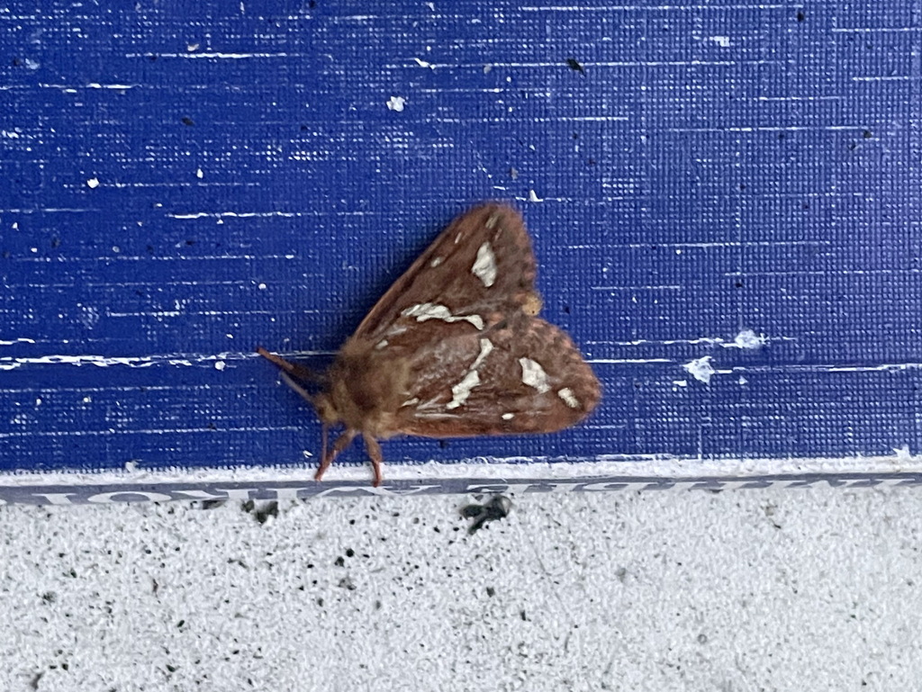 Gazoryctra chishimana