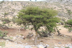 Vachellia schaffneri