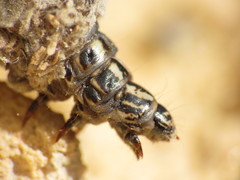 Canephora hirsuta