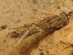 Canephora hirsuta