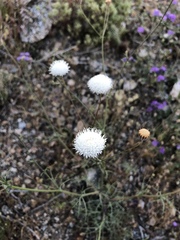 Chaenactis carphoclinia