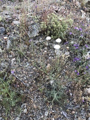 Chaenactis carphoclinia