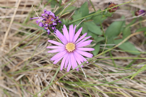 Image of Symphyotrichum pratense by (c) Rich Sommer, some rights reserved (CC BY)