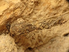 Canephora hirsuta