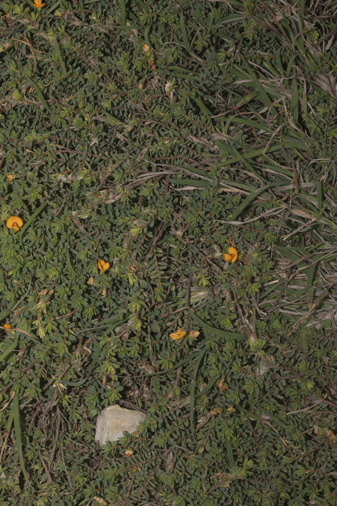 Coastal Bush Pea From Coffs Harbour Nsw Australia On November