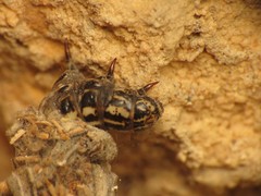Canephora hirsuta
