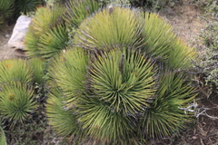 Agave striata striata