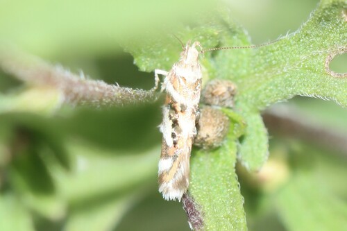 Elegant Aristotelia photo 4