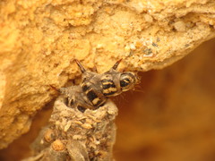 Canephora hirsuta