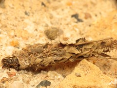 Canephora hirsuta