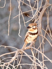 Hypnelus ruficollis