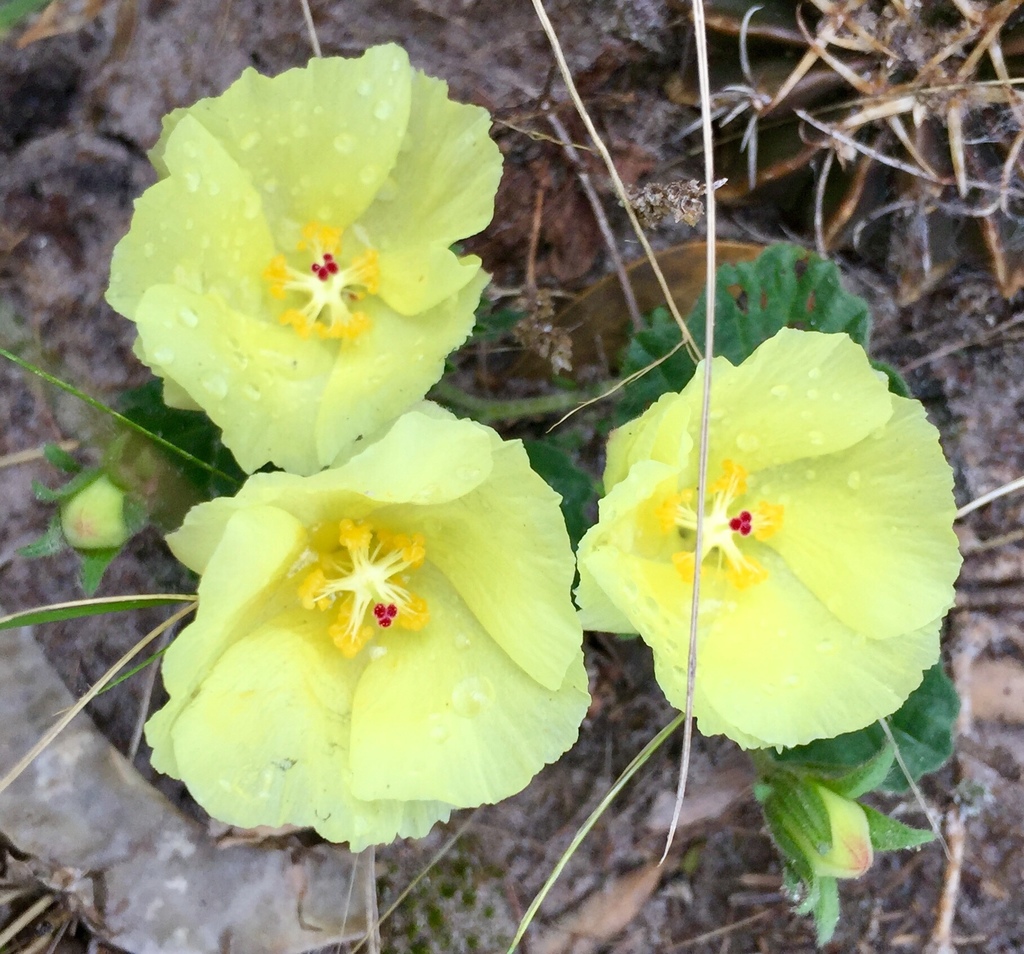 Cienfuegosia sulphurea