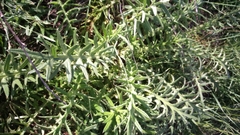 Cirsium phyllocephalum
