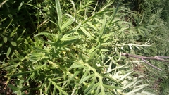 Cirsium phyllocephalum