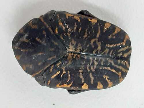 Gymnetis aurantivittae