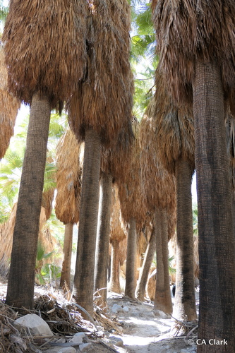 California Fan Palm foliage