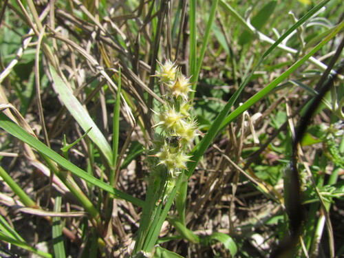 Cenchrus tribuloides iNat (1)