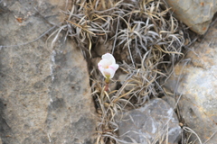 Zephyranthes chichimeca