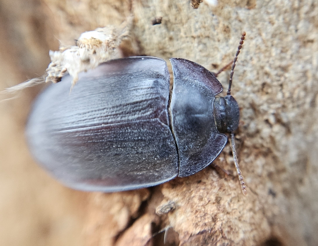 blue piedish beetles from St Peters SA 5069, Australia on November 25