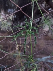Bumpy gourd (Cucurbitella asperata)