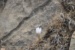 Zephyranthes chichimeca