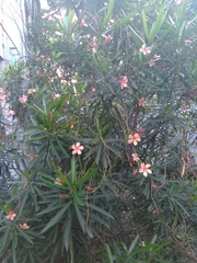 Nerium oleander