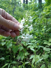 Penstemon tubaeflorus