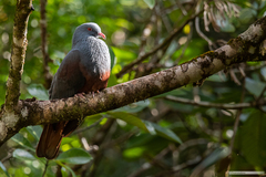 Ducula goliath